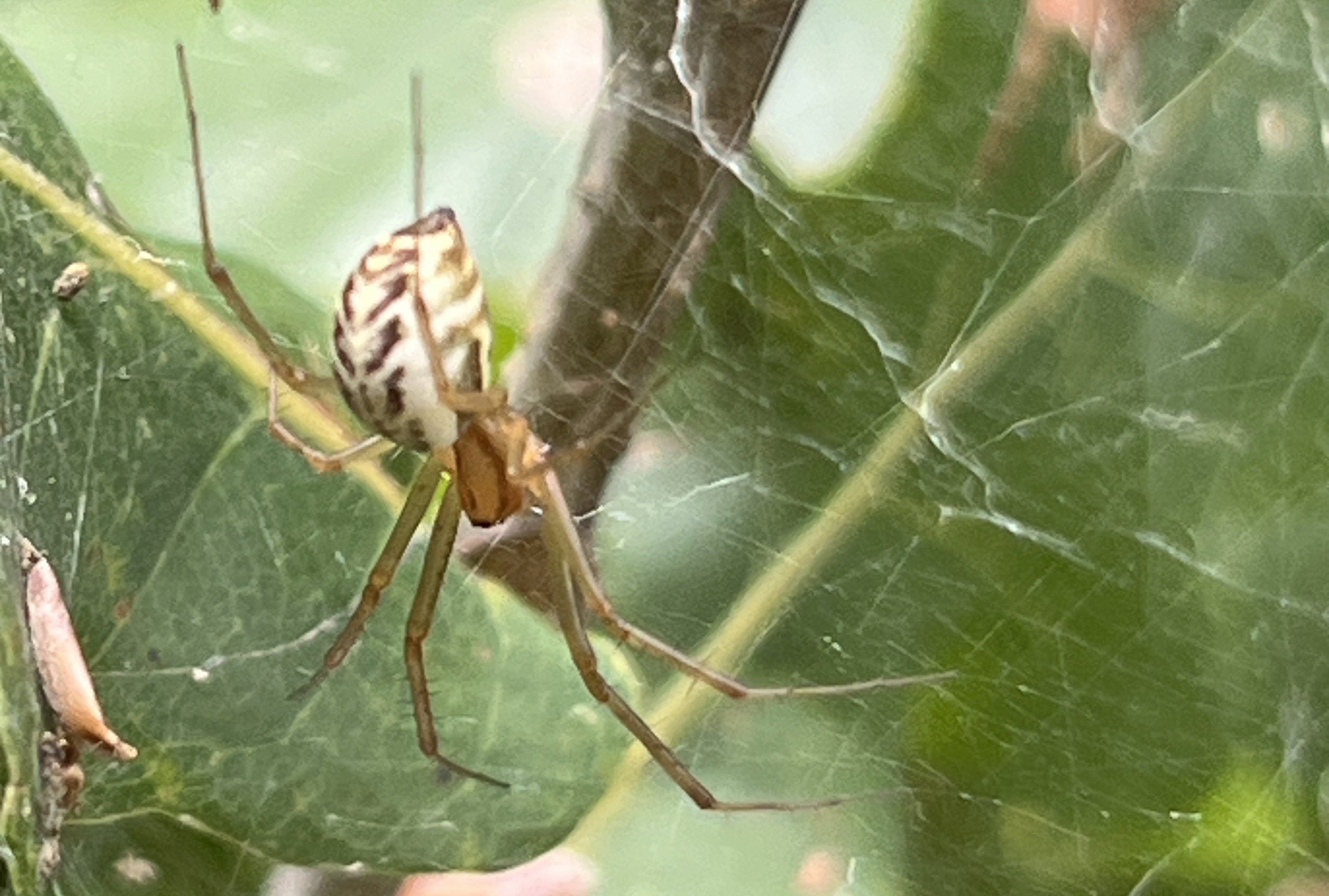 Bioblitz i Alling Naturpark